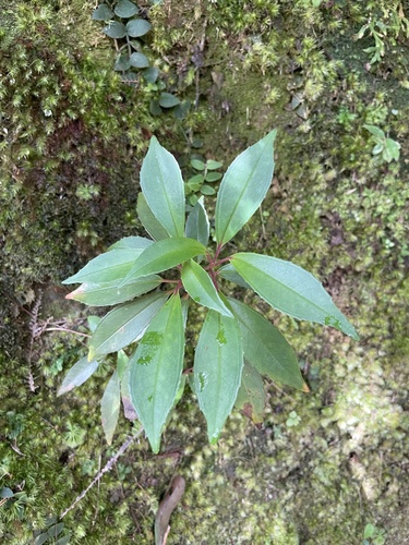 Tashiroea okinawensis observed 2023-07-20