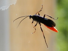 Protichneumon grandis