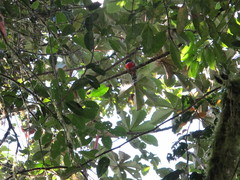Trogon
