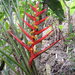 Heliconia burleana - Photo (c) Anita Gould, μερικά δικαιώματα διατηρούνται (CC BY-NC), uploaded by Anita Gould