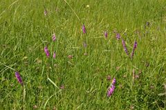 Gladiolus imbricatus