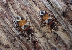 Scolopostethus pacificus