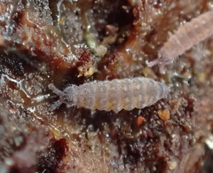 Ceratophysella