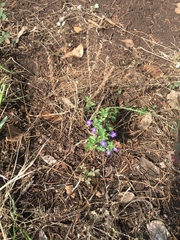 Scutellaria drummondii