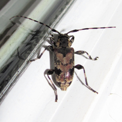 Graphisurus triangulifer