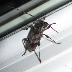 Graphisurus triangulifer