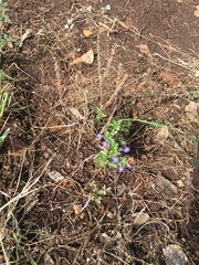 Scutellaria drummondii