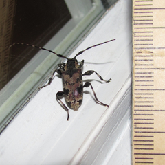 Graphisurus triangulifer