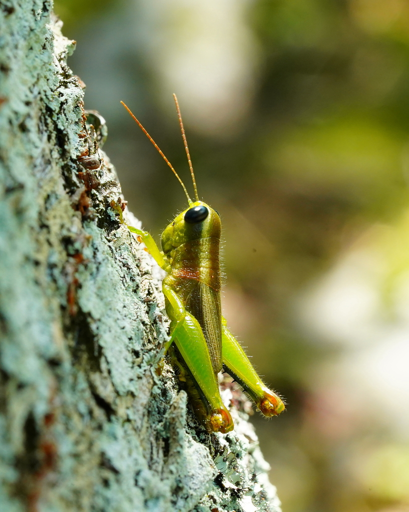 Longzhouacris annulicornis