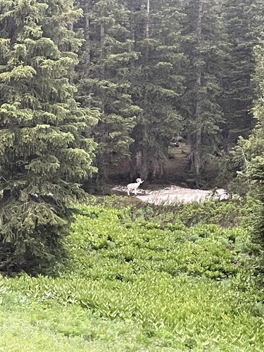 Bighorn Sheep photographed in Utah