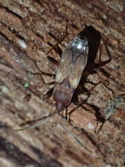 Togodolentus wrighti