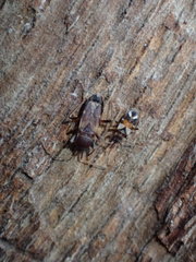 Scolopostethus pacificus