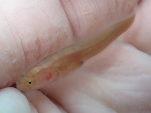 Key Brotula (Ogilbia cayorum) — Bythitidae — 3