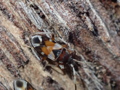 Scolopostethus pacificus