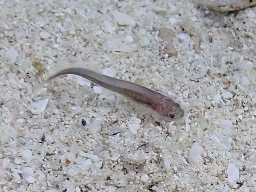 Key Brotula (Ogilbia cayorum) — Bythitidae