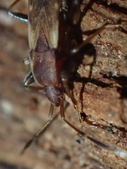 Togodolentus wrighti