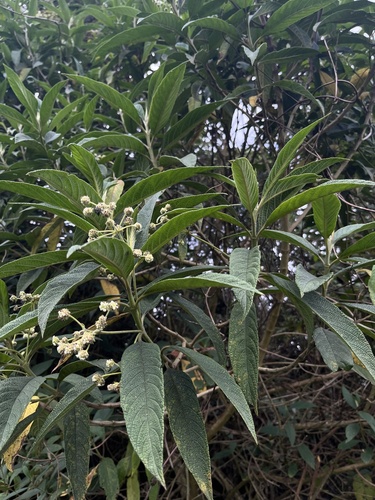 Lippia hirsuta, photograph 3
