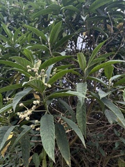 Lippia hirsuta, photograph (c) Nicolás Baresch Uribe, some rights reserved (CC BY)