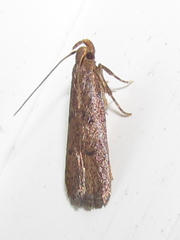 Glyphidocera