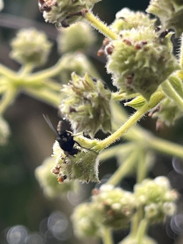 Lippia hirsuta, photograph 2
