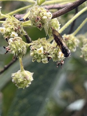 Lippia hirsuta