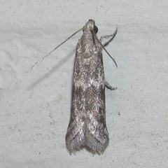 Eurythmia angulella