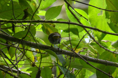 Chlorospingus flavigularis