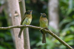 Rhynchocyclus fulvipectus