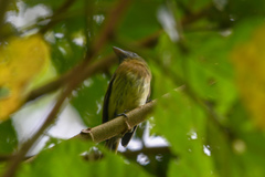 Rhynchocyclus fulvipectus