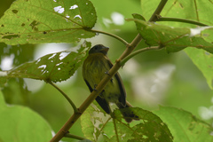 Rhynchocyclus fulvipectus