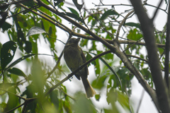 Rhynchocyclus fulvipectus