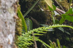 Premnoplex brunnescens