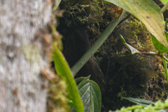 Premnoplex brunnescens