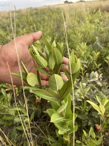 Apocynum sibiricum (Apocynum sibiricum)