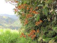 Cyrtochilum serratum