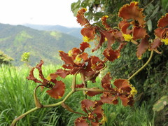 Cyrtochilum serratum