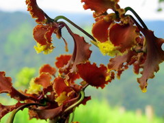Cyrtochilum serratum