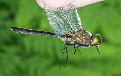 Photo of Downy Emerald (Cordulia aenea)