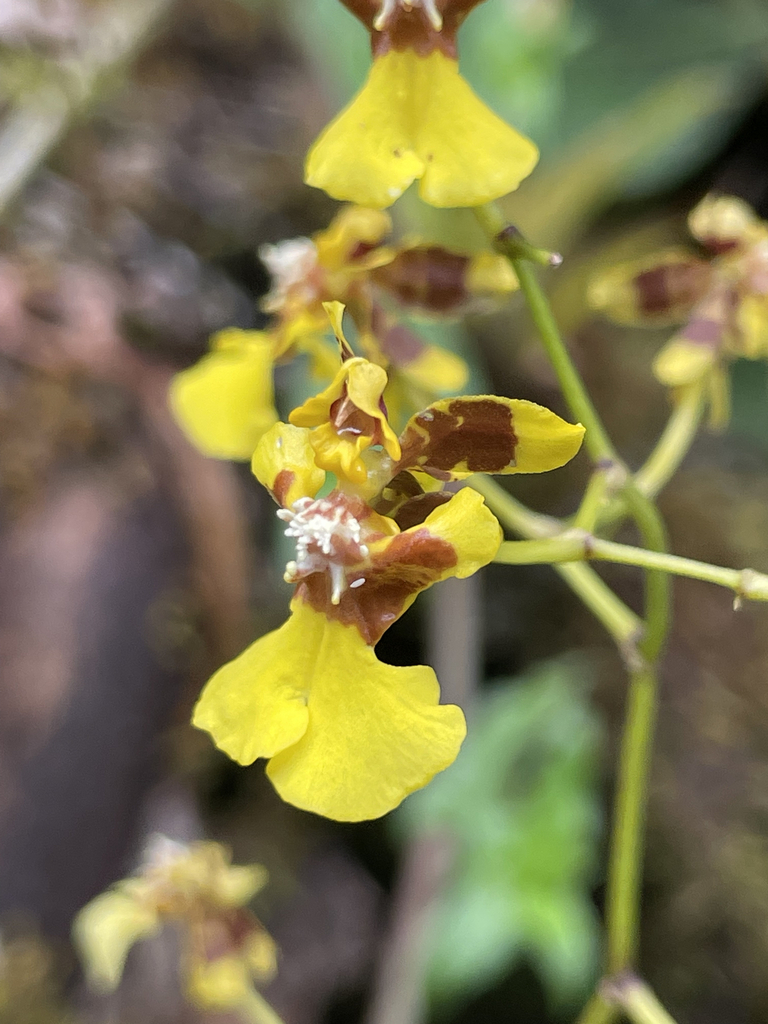 Oncidium heteranthum