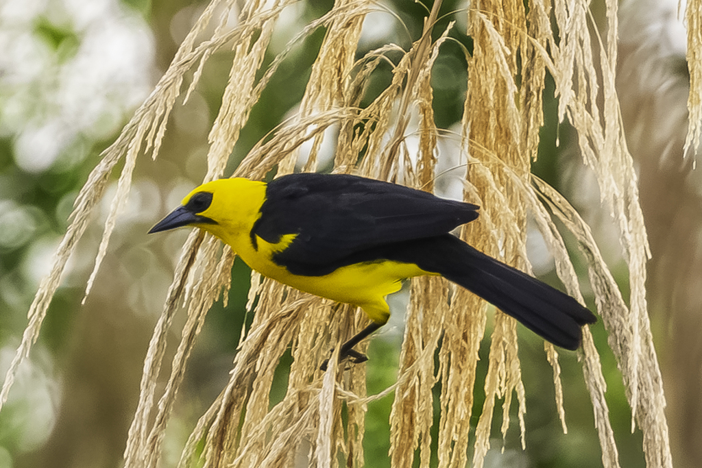 Oriole Blackbird photo