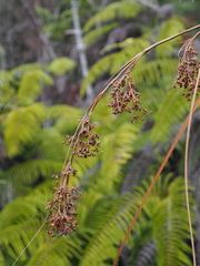 Scirpus wichurae