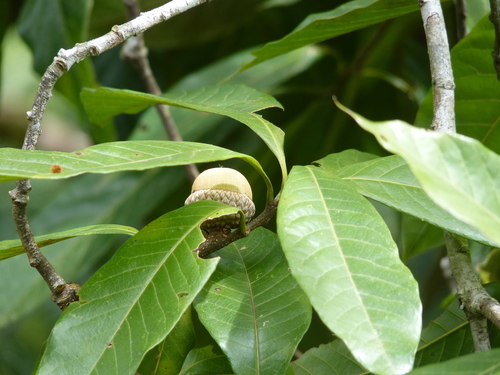 Quercus benthamii