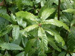 Quercus benthamii