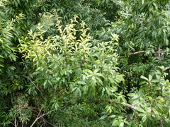 Quercus benthamii