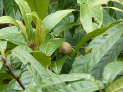 Quercus benthamii