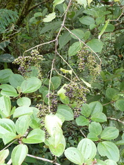 Vitis tiliifolia
