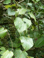 Vitis tiliifolia