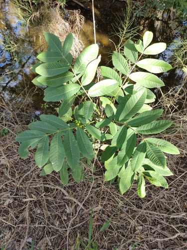 Image of Flindersia schottiana by (c) Tony van Kampen, some rights reserved (CC BY)