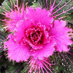 Brassica oleracea acephala