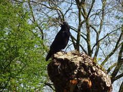 Corvus corone
